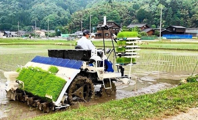 「つきあかり」の苗を植える農家（豊岡市提供）