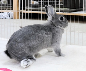 昨年夏、兵庫県内で保護されたメスのウサギ。右後ろ足を骨折し、そのまま固まってしまっている