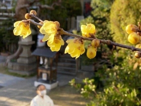 震災で全壊した社務所跡でかれんな花を咲かせるロウバイ＝４日午後、神戸市中央区山本通１
