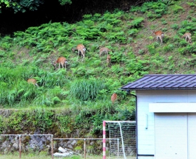 多数のシカが現れたグラウンド脇の斜面＝昨年７月１５日（提供）