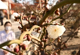 寒さが続く中、開花した梅の花＝６日午前、神戸市須磨区天神町２