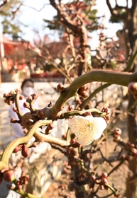 寒さが続く中、開花した梅の花＝６日午前、神戸市須磨区天神町２
