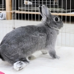 昨年夏、兵庫県内で保護されたメスのウサギ。右後ろ足を骨折し、そのまま固まってしまっている