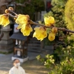 震災で全壊した社務所跡でかれんな花を咲かせるロウバイ＝４日午後、神戸市中央区山本通１