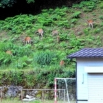 多数のシカが現れたグラウンド脇の斜面＝昨年７月１５日（提供）