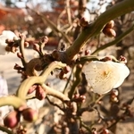 寒さが続く中、開花した梅の花＝６日午前、神戸市須磨区天神町２