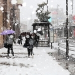 雪が激しくなってきた豊岡市街地＝２４日午後、豊岡市大手町周辺