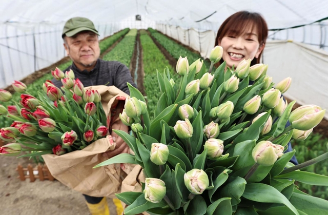 鮮度や色味の良さが評判の神戸チューリップ＝神戸市北区淡河町淡河