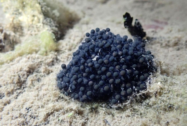 産み落とされたばかりのニホンアカガエルの卵＝三木市内