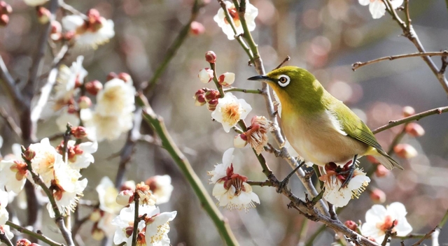 漂う早春の香り。メジロが飛び回る＝神戸市東灘区岡本６