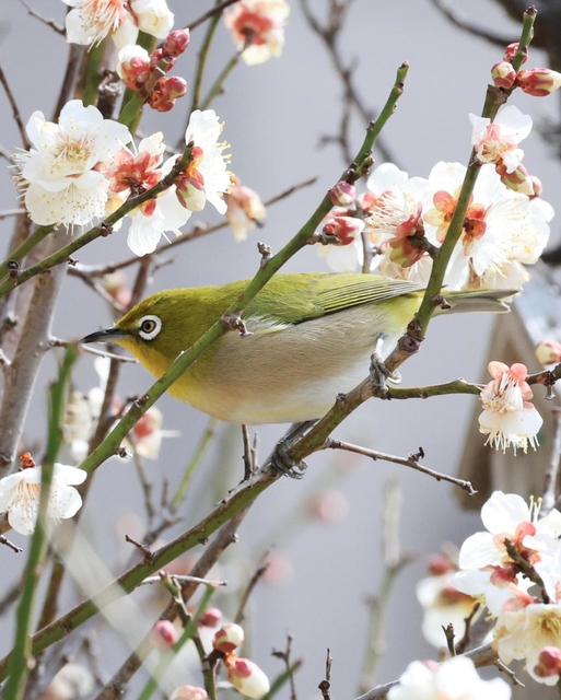 漂う早春の香り。メジロが飛び回る＝神戸市東灘区岡本６