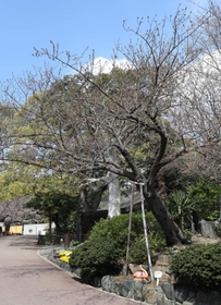 神戸地方気象台が桜の開花などを観測していた標準木のソメイヨシノ＝２０２１年３月２４日、神戸市灘区王子町、王子動物園