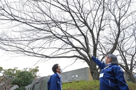 新たに標本木になった桜を確認する神戸地方気象台の職員＝１日午後、神戸市灘区王子町３、王子動物園
