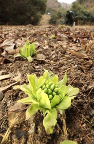 春の訪れを告げるフキノトウ＝神戸市西区押部谷町木見