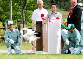 初放鳥のときのコウノトリの雌「Ｊ０２９４」＝２００５年９月２４日（県立コウノトリの郷提供）