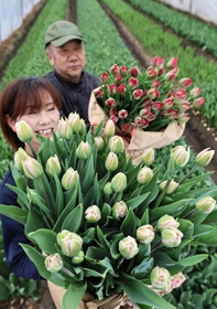 鮮度や色味の良さが評判の神戸チューリップ＝神戸市北区淡河町淡河