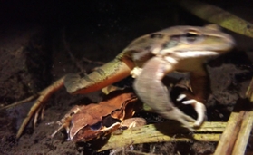 産卵を終えると、雌（下）を置き去りにしてさっさといなくなるニホンアカガエルの雄＝三木市内