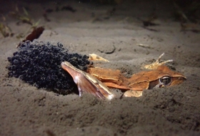 卵を産み終え、水中でしばらく動かなくなるニホンアカガエルの雌。雄はさっさと離れていった＝三木市内