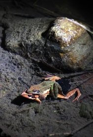 雄を背負った状態で産卵するニホンアカガエルの雌＝三木市内