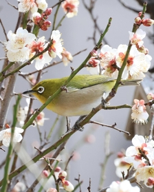 漂う早春の香り。メジロが飛び回る＝神戸市東灘区岡本６
