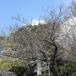 神戸地方気象台が桜の開花などを観測していた標準木のソメイヨシノ＝２０２１年３月２４日、神戸市灘区王子町、王子動物園