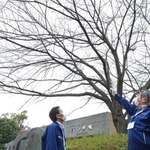 新たに標本木になった桜を確認する神戸地方気象台の職員＝１日午後、神戸市灘区王子町３、王子動物園
