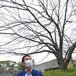 案内板を移し替え、新たにサクラの標本木となったソメイヨシノの木＝１日午後、神戸市灘区王子町３、市立王子動物園