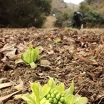 春の訪れを告げるフキノトウ＝神戸市西区押部谷町木見