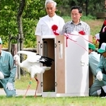 初放鳥のときのコウノトリの雌「Ｊ０２９４」＝２００５年９月２４日（県立コウノトリの郷提供）