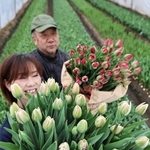 鮮度や色味の良さが評判の神戸チューリップ＝神戸市北区淡河町淡河