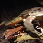 産卵を終えると、雌（下）を置き去りにしてさっさといなくなるニホンアカガエルの雄＝三木市内