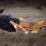 卵を産み終え、水中でしばらく動かなくなるニホンアカガエルの雌。雄はさっさと離れていった＝三木市内