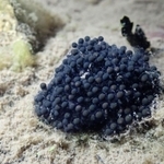 産み落とされたばかりのニホンアカガエルの卵＝三木市内