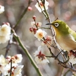 漂う早春の香り。メジロが飛び回る＝神戸市東灘区岡本６