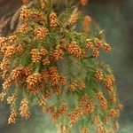 枝先の花から煙のように舞い立つスギ花粉（資料写真）