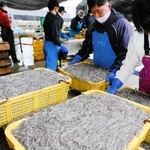 次々と水揚げされるイカナゴのシンコ＝２０２２年３月１日、姫路市白浜町