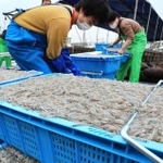 水揚げされたイカナゴのシンコ＝２０２２年３月１日、神戸市垂水区平磯３、垂水漁港