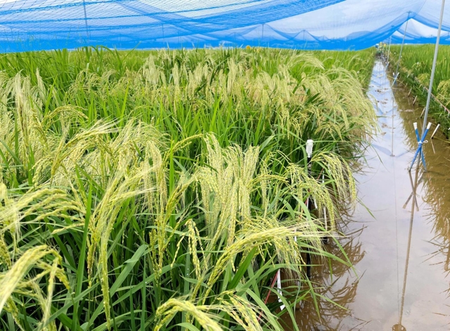温暖化に強い米の候補となる稲が並ぶ田んぼ＝新潟市内（山崎将紀教授提供）