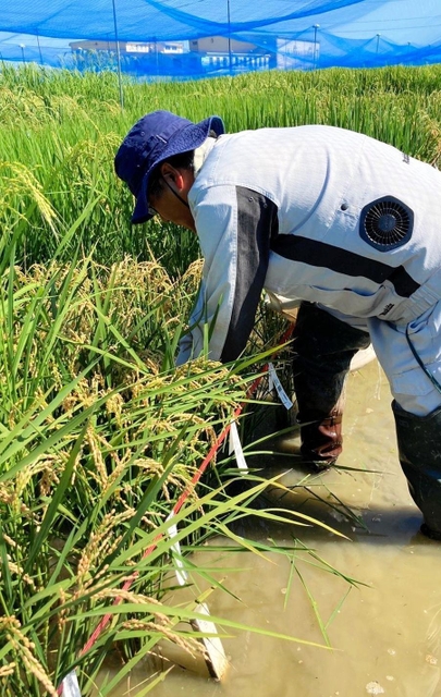 温暖化に強い米の候補となる稲が並ぶ田んぼ＝新潟市内（山崎将紀教授提供）