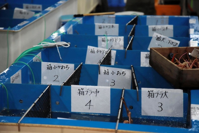競りでは、細かく仕切られた水槽にカニの区分を示す札が並ぶ。区分ごとに競りが行われる＝柴山港