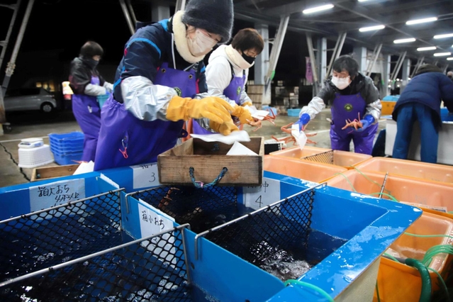 選別した松葉ガニを水槽に入れる選別人の女性＝柴山港