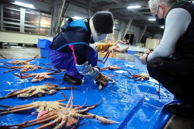 大きなカニや傷のあるカニは、ブルーシートに並べて仲買人に見せる＝柴山港