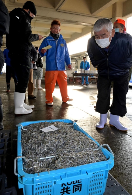 とれたてのシンコを囲む漁業関係者ら＝４日午前、神戸市垂水区平磯３、垂水漁港