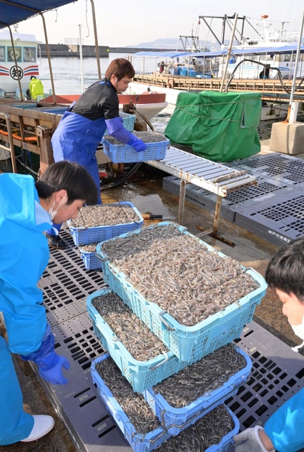 水揚げされるシンコ＝４日午前、神戸市垂水区平磯３、垂水漁港