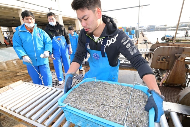 水揚げされるシンコ＝４日午前、神戸市垂水区平磯３、垂水漁港
