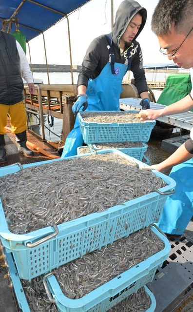 水揚げされるシンコ＝４日午前、神戸市垂水区平磯３、垂水漁港