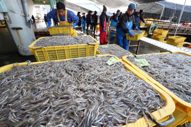 次々と水揚げされるイカナゴのシンコ＝４日午前、姫路市白浜町、妻鹿漁港