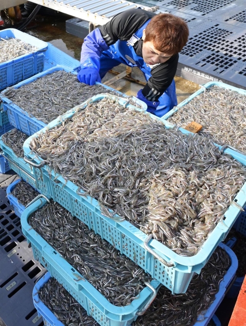 水揚げされたイカナゴのシンコ（稚魚）＝４日午前、神戸市垂水区平磯３、垂水漁港