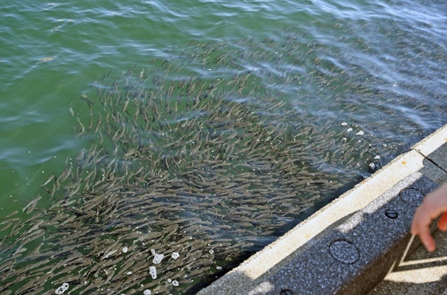ボラとみられる魚の大群＝５日午後、神戸市中央区波止場町