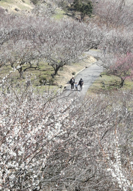 斜面が真っ白に染まった綾部山梅林＝１４日午前、たつの市御津町黒崎